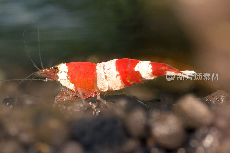 红水晶矮虾(Caridina cf. cantonensis)水晶rote Zwerggarnele